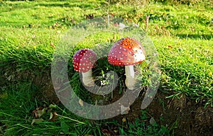 The Fly Agaric,Â Amanita muscaria, is a hallucinogen and must be considered poisonous